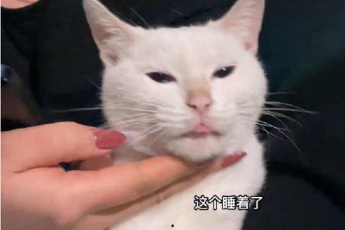 猫咪爆料视频大全集免费观看,免费观看视频全集，笑料连连！