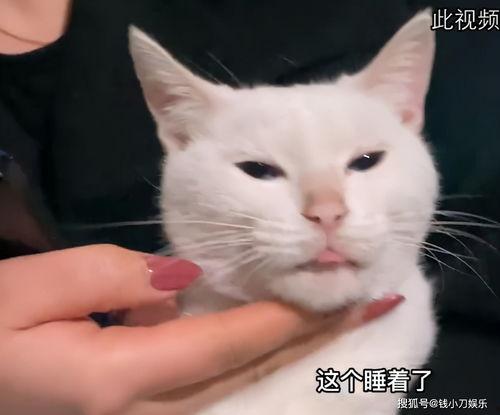 猫咪爆料视频大全集免费观看,免费观看视频全集，笑料连连！