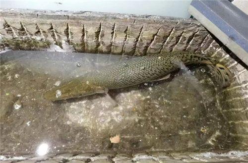 鳄雀鳝最新爆料新闻视频,最新爆料视频揭秘神秘生物真相