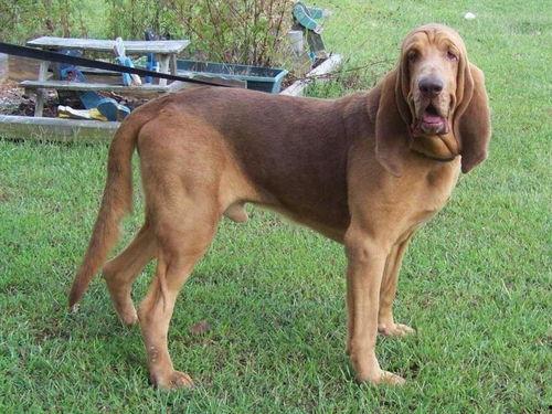 寻血猎犬爆料了吗视频大全,视频大全背后的惊人真相