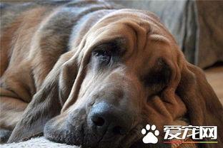 寻血猎犬爆料了吗视频大全,视频大全背后的惊人真相