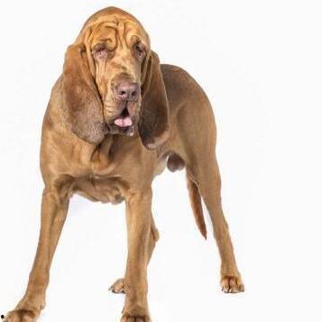 寻血猎犬爆料了吗视频大全,视频大全背后的惊人真相