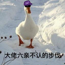 娱乐吃瓜酱鸭鸭,揭秘娱乐圈那些鲜为人知的幕后故事